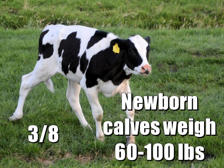 Newborn calvesweigh 60-100 lbs 3/8